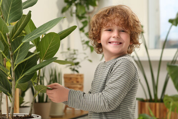 Little boy wiping plant's leaves with cotton pad at home. House decor