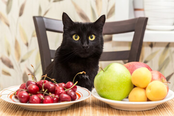 Cat and food. Black beautiful bombay cat portrait with fruits on plate at kitchen table at home. Vegan, vegetarian, diet food concept
