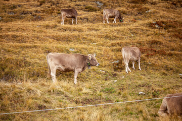 mountain cows graze on alpine pastures in Switzerland