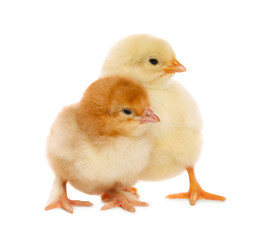 Two cute fluffy baby chickens on white background