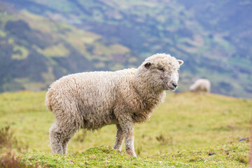 Fototapeta premium Sheep