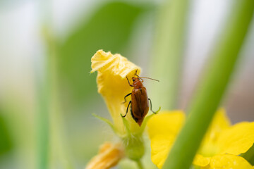 Cucurbit leaf beetle (Aulacophora femoralis) on melon bud in Japan