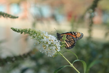 Monarch Butterfly 