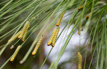 redheaded pine sawfly larva