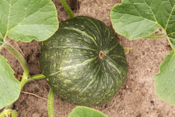 Green pumpkin, vegetable plant with leaves growing outdoor on garden bed in garden close up. Organic gardening, farming