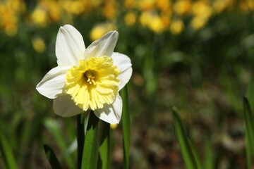 Daffodil 