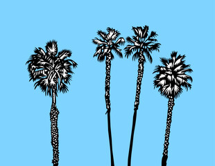 tall palm trees vector illustration