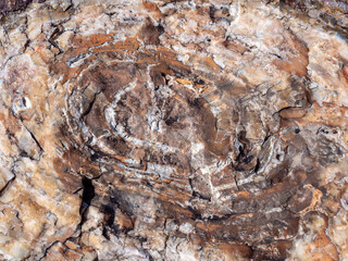 Close up shot of a petrified wood log - Petrified Forest National Park, Arizona, USA