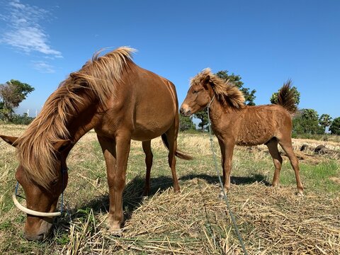 horses with manes and tails fluttering from strong gusts of wind