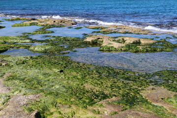 Fototapeta na wymiar Green algae grow on rocks in salty sea water.