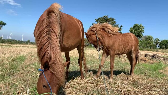 horses with manes and tails fluttering from strong gusts of wind