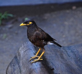 blackbird on the ground