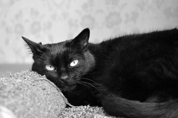 The black and white cat is resting, Cat is sleeping on the stairs .