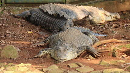 Crocodile in the zoo is sun bathing