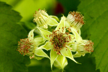 Black Raspberry Blossom Bristle