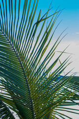 palm leaves against sky