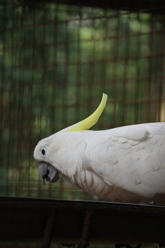 White cockatoo bird (burung kakak tua jambul kuning) in the zoo