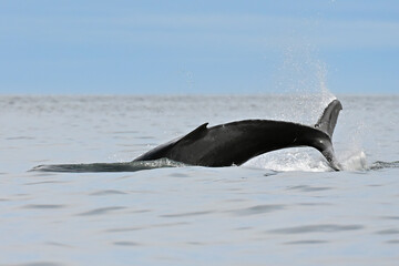 Fototapeta premium A baby humpback whale (Megaptera novaeangliae) practices tail slaps as it travels with its mother in Resurrection Bay near Seward, Alaska.