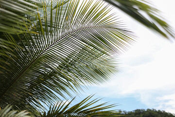 Obraz na płótnie Canvas Palm tree against the sky