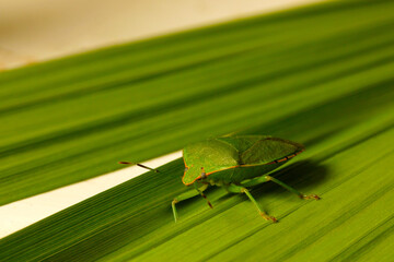 Leafy Green Beetle 01