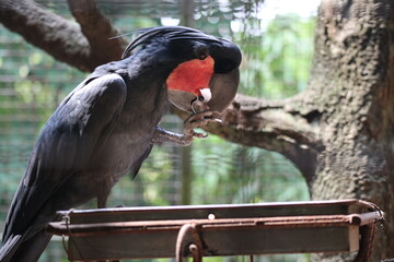 Black Palm Cockatoo is eating. Black Cockatoo in the zoo is beautiful