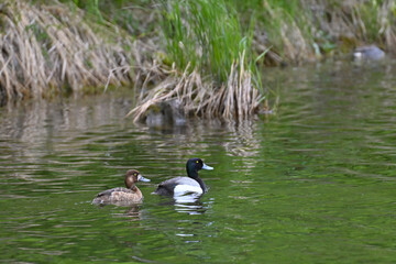 A pair of migratory greater scaup (Aythya marila) nesting on Tern Lake, Alaska.