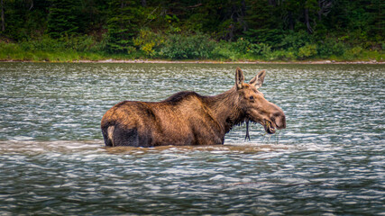 Moose Cow eating Aquatic Plants at the bottom of Fishercap Lake in the Many Glaciers part of Glacier National Park in Montana, USA