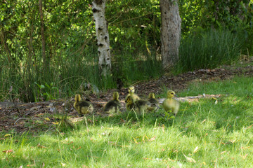 Canada Gosling Gaggle 02