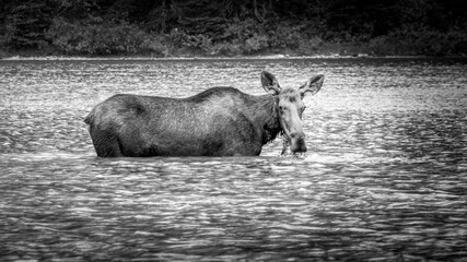 Black and White Photo of Moose Cow eating Aquatic Plants at the bottom of Fishercap Lake in the...