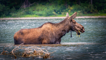 Fototapeta premium Moose Cow eating Aquatic Plants at the bottom of Fishercap Lake in the Many Glaciers part of Glacier National Park in Montana, USA