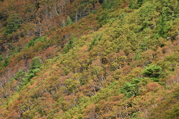 仲秋の日光の山