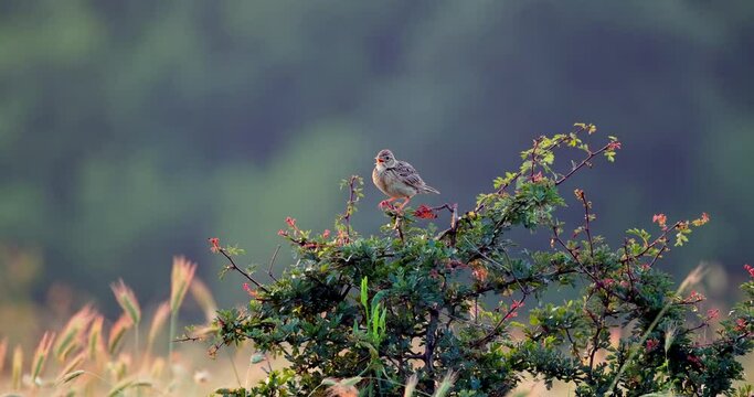 Skylark perched on a blooming tree branch chirping in a green forest 4K video
