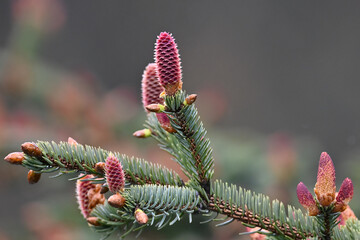 Sitka spruce (Picea sitchensis) cones and foliage near Seward, Alaska.  - obrazy, fototapety, plakaty