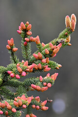 Sitka spruce (Picea sitchensis) cones and foliage near Seward, Alaska. 