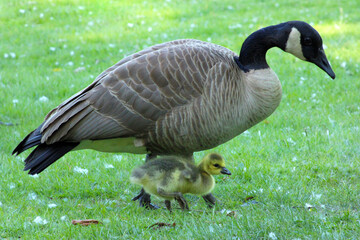 Canada Goose and Gosling