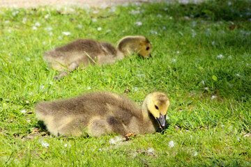 Canada Gosling 13