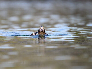 Male Long-tailed Duck swimming in dark water in Spring