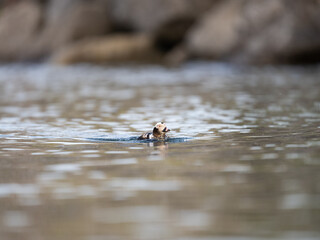 Male Long-tailed Duck swimming in dark water in Spring