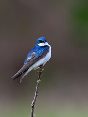 Tree Swallow closeup portrait on stick against green brown background