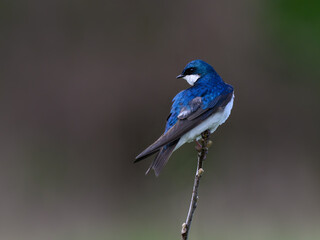 Tree Swallow closeup portrait on stick against green brown background