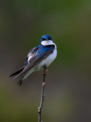 Tree Swallow closeup portrait on stick against green brown background