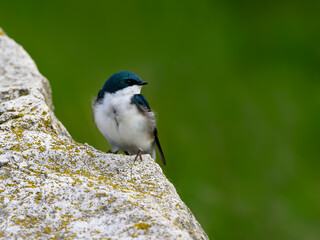 Tree Swallow portrait on rock against green brown background