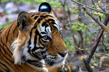 portrait of a tiger