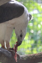 The eagle is eating raw meat