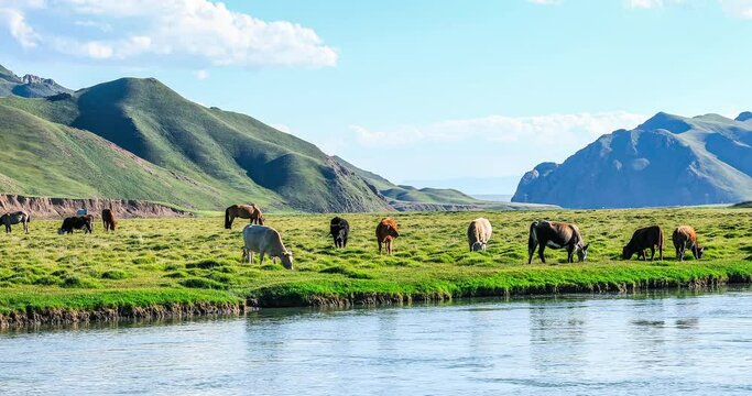 Cows and horses grazing in grassland by river. beautiful grassland natural landscape in Xinjiang, China.