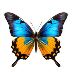 Very beautiful blue yellow orange butterfly in flight isolated on a transparent background.