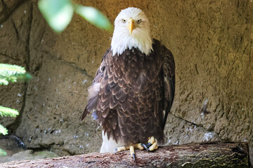 american bald eagle
