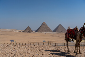 camels in the desert