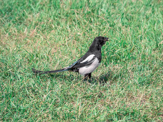 Common magpie staying in grass with prey in its beak. City birds