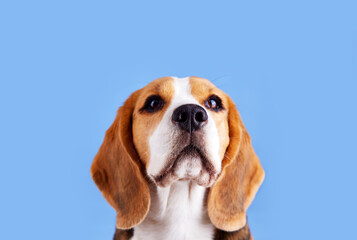 The head of a cute beagle dog looking up on a blue isolated background.